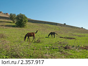 Лошади. Стоковое фото, фотограф Vasilii Olii / Фотобанк Лори