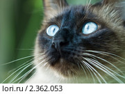 Сиамский кот. Стоковое фото, фотограф Михаил Митин / Фотобанк Лори