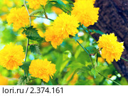 Керия японская Пленифлора (Кerria japonica Pleniflora) Стоковое фото, фотограф Юрий Брыкайло / Фотобанк Лори