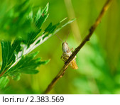 Кузнечик-кобылка (Orthoptera) Стоковое фото, фотограф Алёшина Оксана / Фотобанк Лори