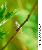 Кузнечик-кобылка (Orthoptera) Стоковое фото, фотограф Алёшина Оксана / Фотобанк Лори