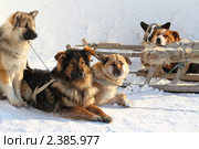 Ненецкие ездовые собаки отдыхают на снегу. Стоковое фото, фотограф Григорий Писоцкий / Фотобанк Лори