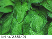 Хоста (Hosta), или Функия (Funkia) после дождя. Стоковое фото, фотограф Алёшина Оксана / Фотобанк Лори
