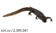 Тритон (Triturus vulgaris) на белом фоне. Стоковое фото, фотограф Артем Поваров / Фотобанк Лори