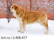 Собака породы испанский мастиф. Стоковое фото, фотограф Сергей Лаврентьев / Фотобанк Лори
