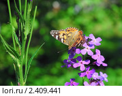 Репейница, или чертополоховка (Vanessa cardui) на Лиловых цветах вечерницы (Hesperis) Стоковое фото, фотограф Алёшина Оксана / Фотобанк Лори