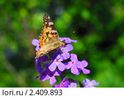 Репейница, или чертополоховка (Vanessa cardui) на Лиловых цветах вечерницы (Hesperis) Стоковое фото, фотограф Алёшина Оксана / Фотобанк Лори