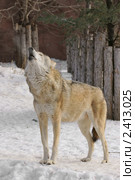 Вой. Волк (лат. Canis lupus) Стоковое фото, фотограф Валерия Попова / Фотобанк Лори