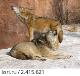 Весенняя песня. Волки (лат. Canis lupus) Стоковое фото, фотограф Валерия Попова / Фотобанк Лори