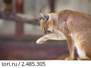 Дикая кошка. Каракал. Стоковое фото, фотограф Яна Королёва / Фотобанк Лори