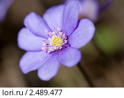 Печеночница. Малая глубина резкости. Стоковое фото, фотограф Наталья Волкова / Фотобанк Лори