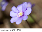 Печеночница. Стоковое фото, фотограф Наталья Волкова / Фотобанк Лори