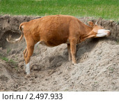 Коричневая корова. Стоковое фото, фотограф hunta / Фотобанк Лори