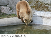 Бурый медведь. Ursus arctos. Стоковое фото, фотограф Александр Тарасенков / Фотобанк Лори