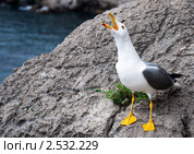 Хозяйка Черного моря. Стоковое фото, фотограф Дмитрий Маркелов / Фотобанк Лори