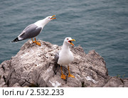 Хозяйки Черного моря. Стоковое фото, фотограф Дмитрий Маркелов / Фотобанк Лори