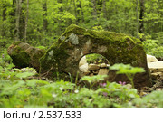 Разрушенный дольмен в лесу. Стоковое фото, фотограф Елена Олешко / Фотобанк Лори