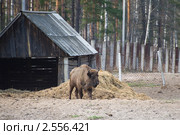 Зубр. Стоковое фото, фотограф Евгений Нелихов / Фотобанк Лори