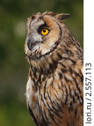 Ушастая сова  (Asio otus) Стоковое фото, фотограф Роман Рожков / Фотобанк Лори