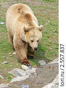 Бурый медведь. Ursus arctos. Стоковое фото, фотограф Александр Тарасенков / Фотобанк Лори