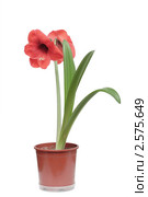 Гиппеаструм (hippeastrum) на белом фоне. Стоковое фото, фотограф Галина Ермолаева / Фотобанк Лори