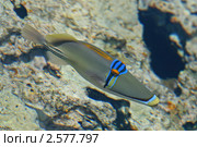 Красноморский ринекант Пикассо (Rhinecanthus assasi) Стоковое фото, фотограф Александр Тарасенков / Фотобанк Лори