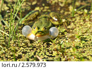Самец лягушки прудовой (Rana Lessonae) с резонаторами. Вид спереди. Стоковое фото, фотограф Щеголева Ольга / Фотобанк Лори
