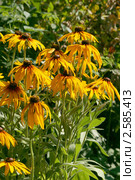 Желтые цветы рудбекии в саду (лат. Rudbeckia) Стоковое фото, фотограф Щеголева Ольга / Фотобанк Лори