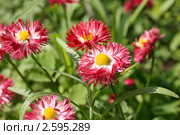 Цветущие маргаритки (лат. Bellis perennis) Стоковое фото, фотограф Щеголева Ольга / Фотобанк Лори