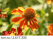 Яркий цветок  (Гайлардия, Gaillardia) Стоковое фото, фотограф Щеголева Ольга / Фотобанк Лори