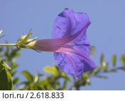 Цветок вьюна. Стоковое фото, фотограф Маргарита Герм / Фотобанк Лори