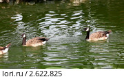 Канадские казарки, или канадские гуси (лат. Branta canadensis) плавают в пруду. Стоковое видео, видеограф Гурьянов Андрей / Фотобанк Лори