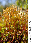 Кукушкин лён, Политрихум обыкновенный (лат. Polytrichum commune) крупным планом. Стоковое фото, фотограф Икан Леонид / Фотобанк Лори