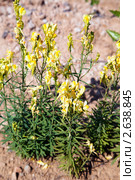 Льнянка обыкновенная (Linaria vulgaris) Стоковое фото, фотограф Николай Винокуров / Фотобанк Лори