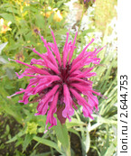 Монарда дудчатая или трубчатая (лат. Monarda fistulosa), бергамот, лимонная мята, американская мелисса. Стоковое фото, фотограф Краснова Ирина / Фотобанк Лори