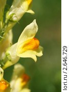 Льнянка обыкновенная (Linaria vulgaris Mill.). Цветок крупным планом. Стоковое фото, фотограф Щеголева Ольга / Фотобанк Лори
