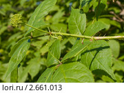 Элеутерококк  (Eleutherococcus) Стоковое фото, фотограф Александр Алексеев / Фотобанк Лори