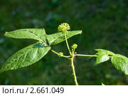 Элеутерококк  (Eleutherococcus) Стоковое фото, фотограф Александр Алексеев / Фотобанк Лори