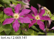 Клематис (Clematis) Стоковое фото, фотограф Дмитрий Куш / Фотобанк Лори