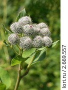 Лопух паутинистый (войлочный), Arctium tomentosum Mill. Соцветие. Стоковое фото, фотограф Щеголева Ольга / Фотобанк Лори