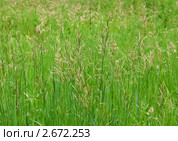 Травяной фон. Овсяница луговая ( Festuca pratensis) и ежа (Dactylis) Стоковое фото, фотограф Алёшина Оксана / Фотобанк Лори