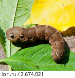 Бражник винный (Deilephila elpenor) Стоковое фото, фотограф E. O. / Фотобанк Лори