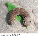 Бражник винный (Deilephila elpenor) Стоковое фото, фотограф E. O. / Фотобанк Лори