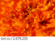 Фон из огненно-оранжевых лепестков бархатцев (Tagetes). Малая ГРИП. Стоковое фото, фотограф Щеголева Ольга / Фотобанк Лори