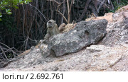 Сидящая длиннохвостая макака (Macaca fascicularis), Комодо, Индонезия. Стоковое видео, видеограф Ростислав Агеев / Фотобанк Лори