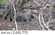 Гигантский варан (Varanus komodoensis), Комодо, Индонезия. Стоковое видео, видеограф Ростислав Агеев / Фотобанк Лори