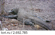 Гигантский варан (Varanus komodoensis), Комодо, Индонезия. Стоковое видео, видеограф Ростислав Агеев / Фотобанк Лори