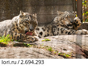 Снежные барсы умываются. Стоковое фото, фотограф Юлия Бабкина / Фотобанк Лори