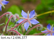 Цветок огуречной травы (Borago officinalis) Стоковое фото, фотограф Алёшина Оксана / Фотобанк Лори
