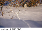 Следы на снегу в лесу. Стоковое фото, фотограф Вячеслав Свиридов / Фотобанк Лори